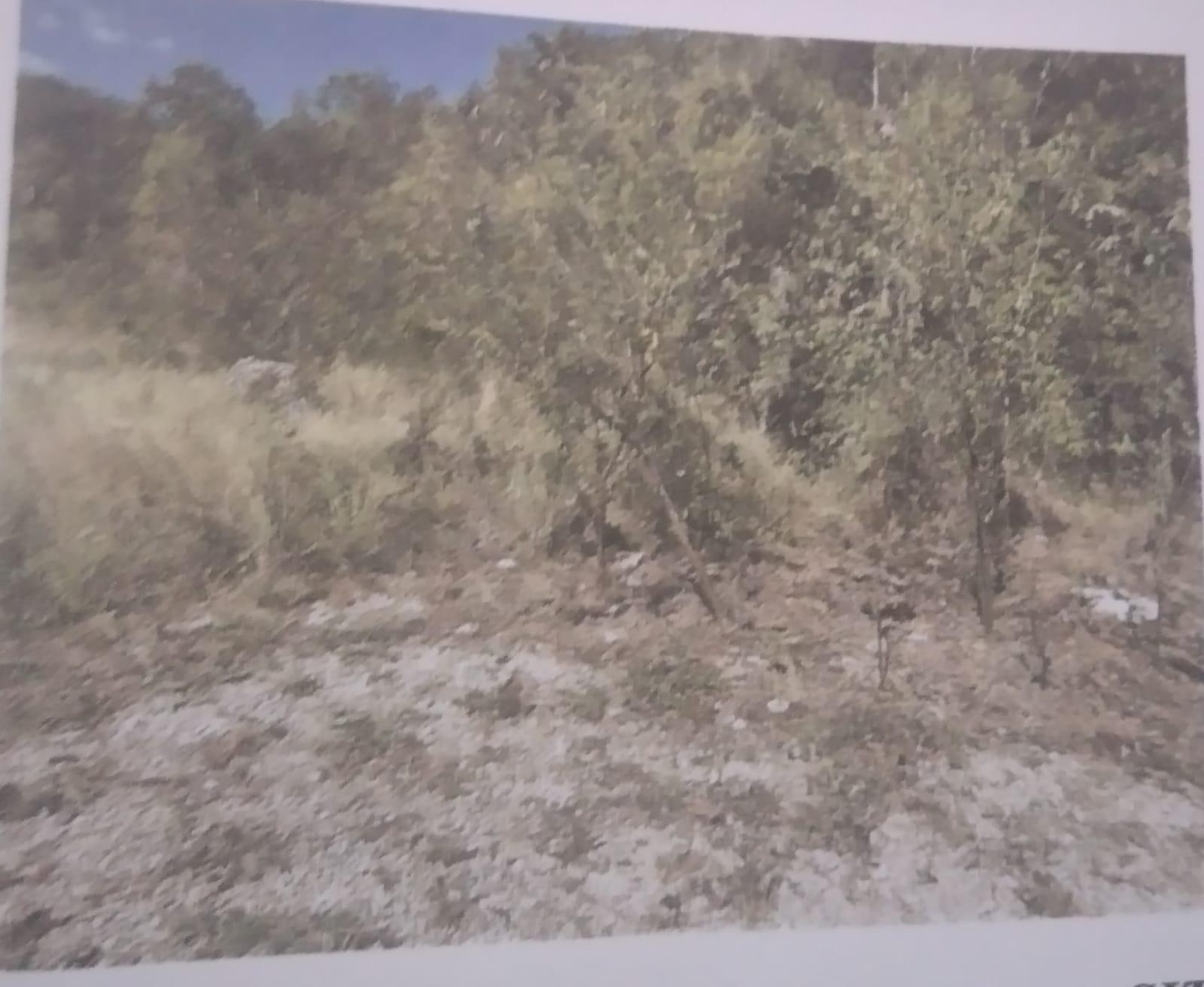 Third image of New Forest, Manchester in New Forest, Manchester, Jamaica - property is For Sale