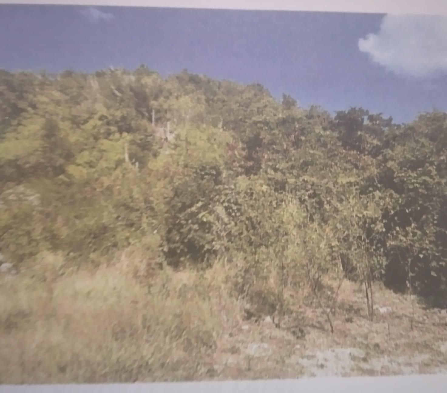 First image of New Forest, Manchester in New Forest, Manchester, Jamaica - property is For Sale