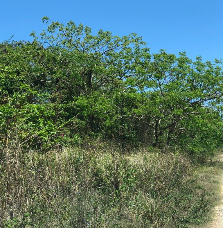 Fifth image of Lot 392 Hillside Crescent in Duncans, Trelawny, Jamaica - property is For Sale