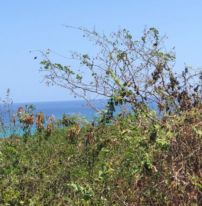 Fourth image of Lot 342 Ridge Way in DUNCAN BAY, Trelawny, Jamaica - property is For Sale