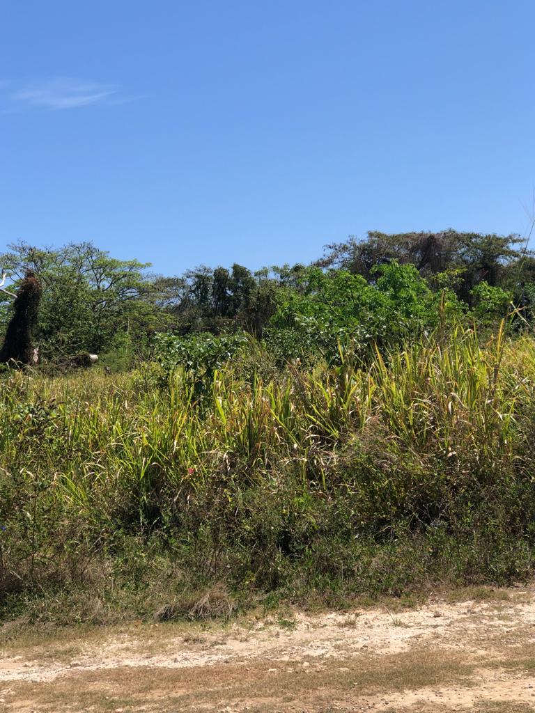 Fifth image of Lot 184 The Dolphin in Duncans, Trelawny, Jamaica - property is For Sale