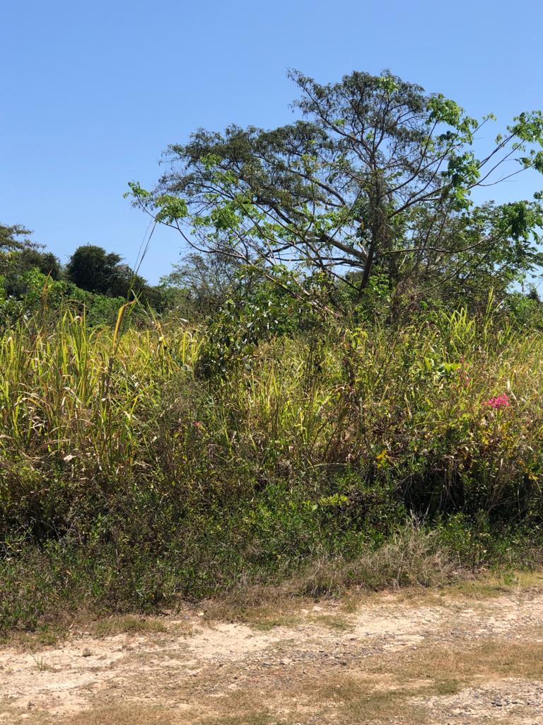 Sixth image of Lot 180 The Dolphin in Duncans, Trelawny, Jamaica - property is For Sale