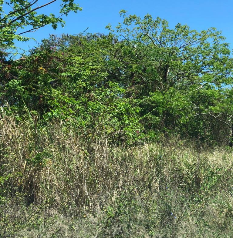 Sixth image of Lot 202 Duncan Avenue in Duncans, Trelawny, Jamaica - property is For Sale