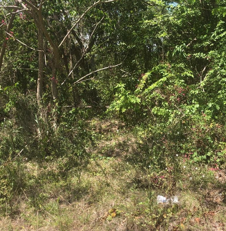 Fifth image of Lot 245 Trelawny Drive in Duncans, Trelawny, Jamaica - property is For Sale