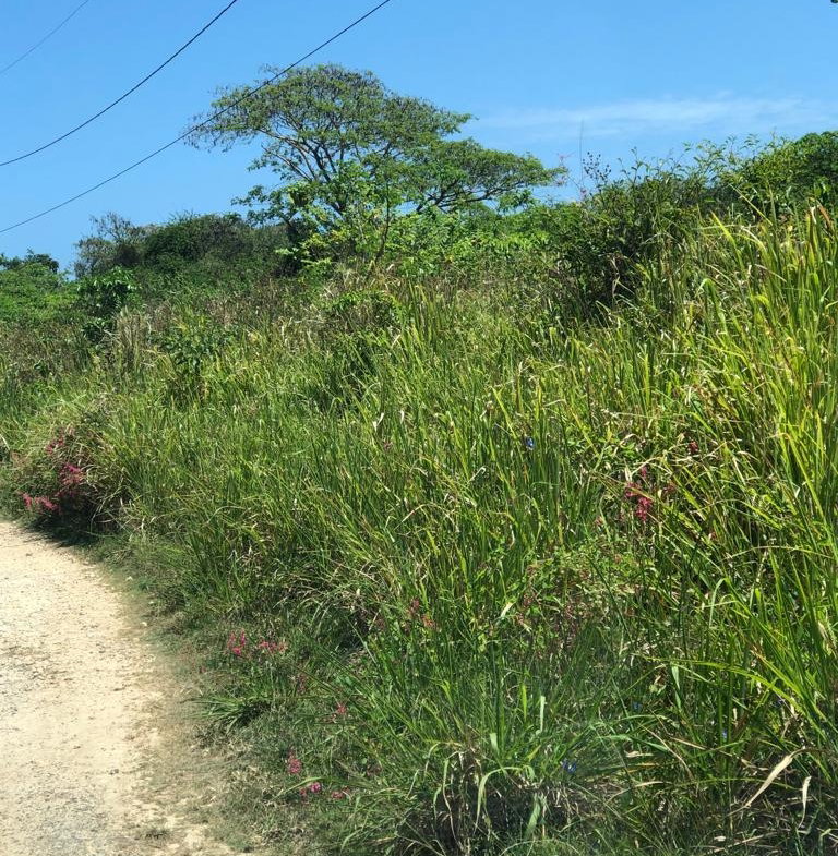 Fifth image of Lot 390 Hillside Crescent in Duncans, Trelawny, Jamaica - property is For Sale