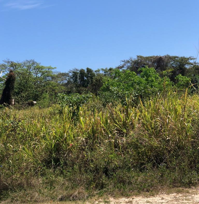 Sixth image of Lot 384 Hillside Crescent in Duncans, Trelawny, Jamaica - property is For Sale