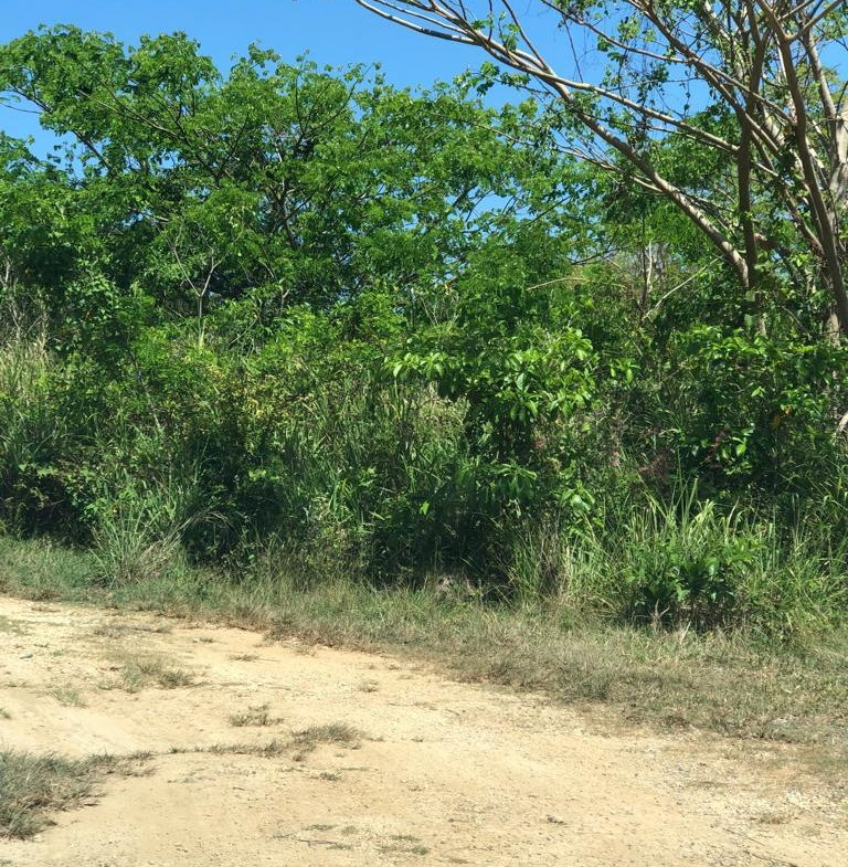 Fifth image of Lot 481 Duncan Rise in Duncans, Trelawny, Jamaica - property is For Sale