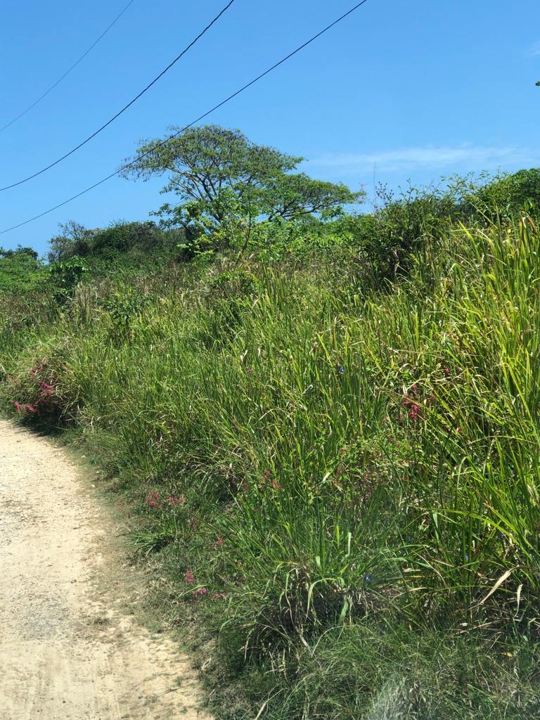 Fifth image of 469/471 Duncan Rise in Duncans, Trelawny, Jamaica - property is For Sale