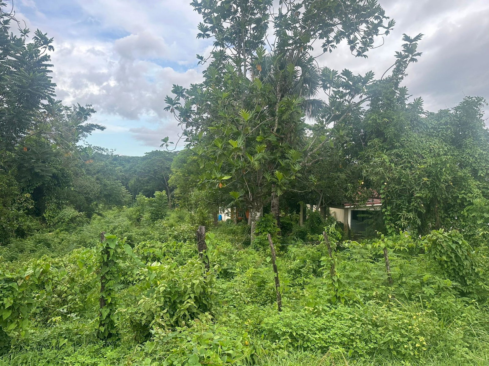 Second image of Fyffes Pen, Part of Cambr in Brompton, St. Elizabeth, Jamaica - property is For Sale