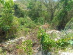 First image of 1336 White Hall,negril Westmor in Negril, Westmoreland, Jamaica - property is For Sale