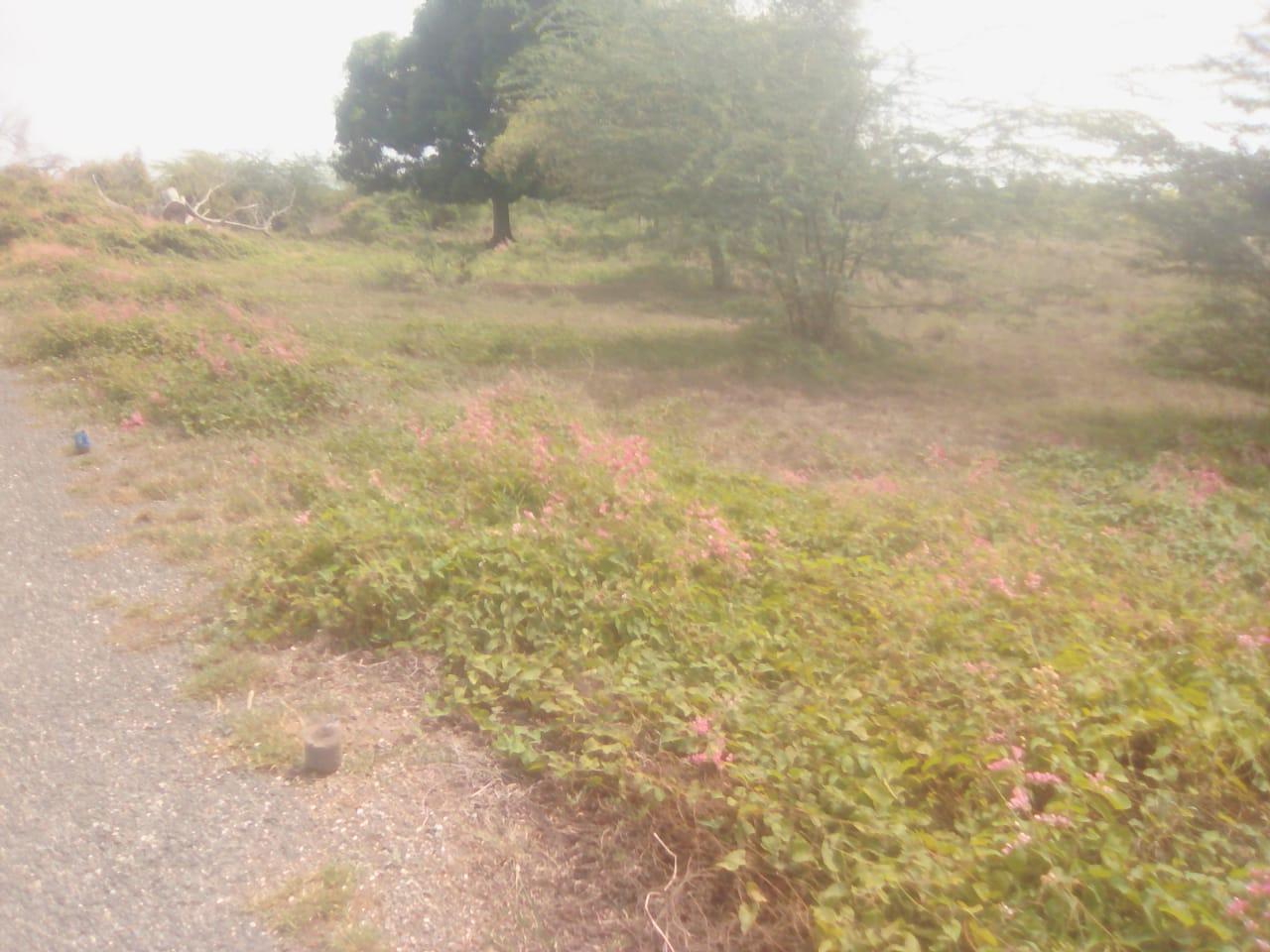 Vacant-Residential-Lot-for-Sale-in-Rhymesbury-Clarendon-1.25-Acres Fifth image of 110 Rhymesbury in May Pen, Clarendon, Jamaica - property is For Sale