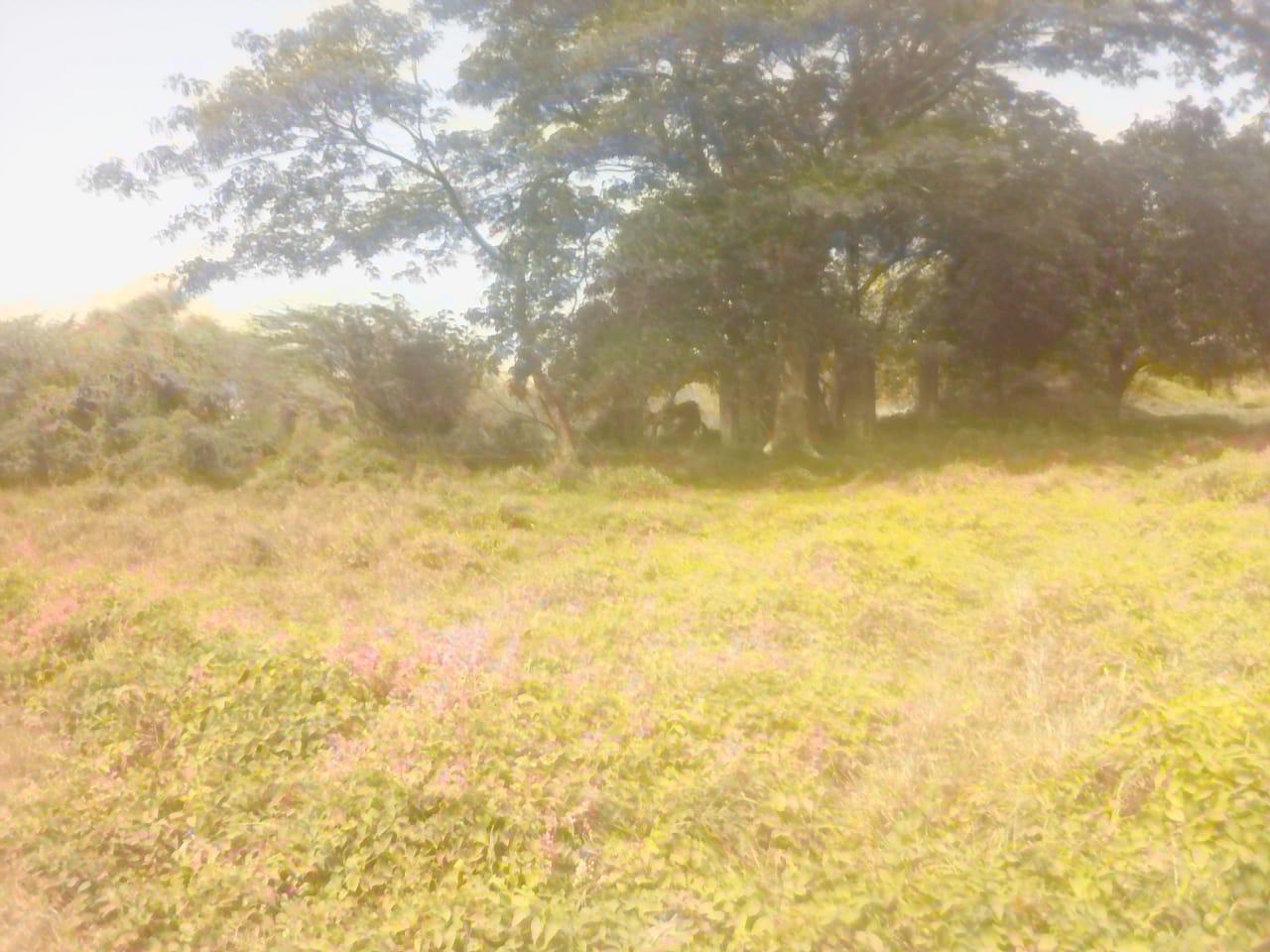 Vacant-Residential-Lot-for-Sale-in-Rhymesbury-Clarendon-1.25-Acres Ninth image of 110 Rhymesbury in May Pen, Clarendon, Jamaica - property is For Sale