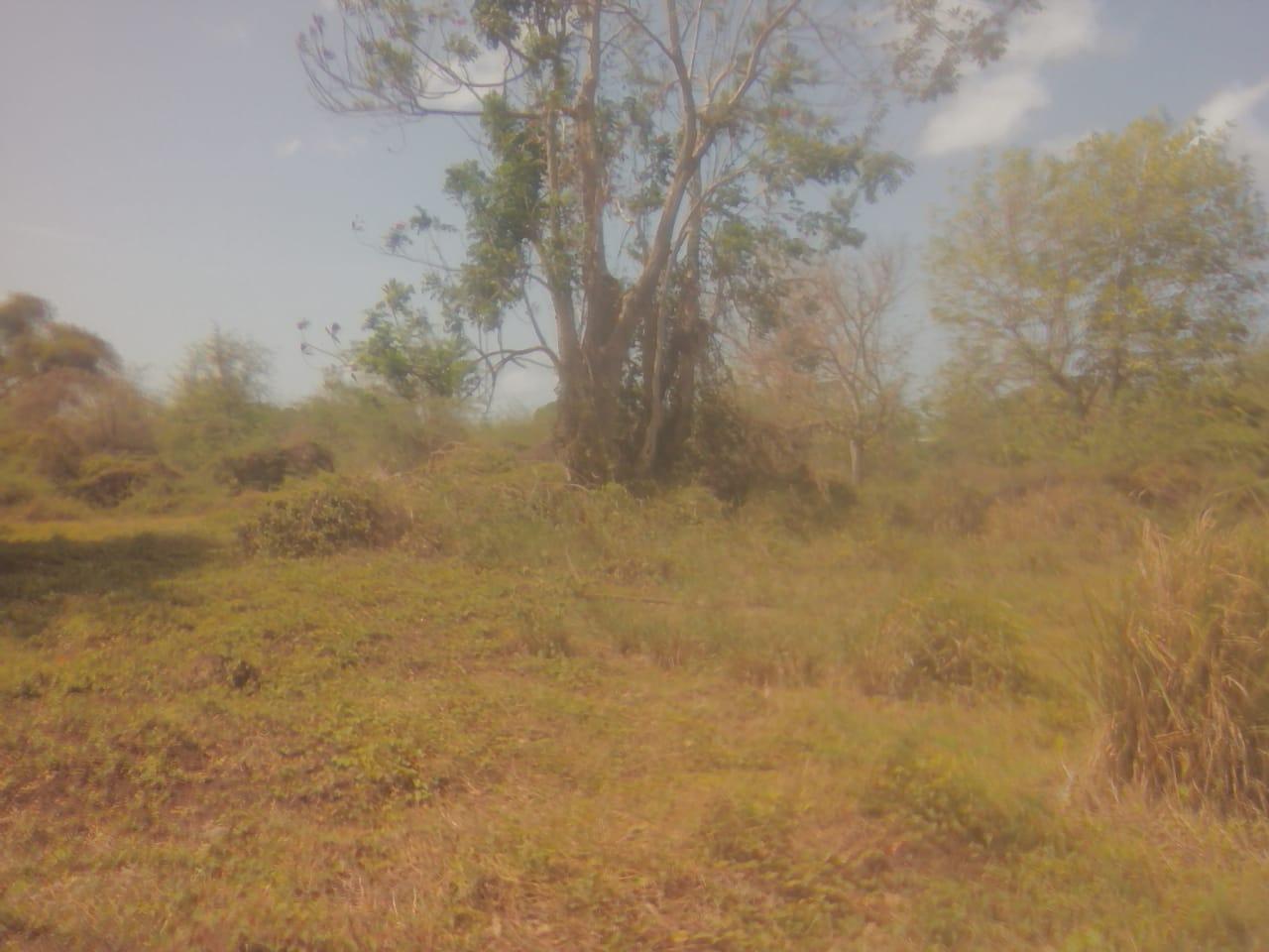Vacant-Residential-Lot-for-Sale-in-Rhymesbury-Clarendon-1.25-Acres Tenth image of 110 Rhymesbury in May Pen, Clarendon, Jamaica - property is For Sale