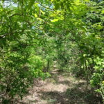 First image of 13 Block b Sevens Plantation in Sevens, Clarendon, Jamaica - property is For Sale