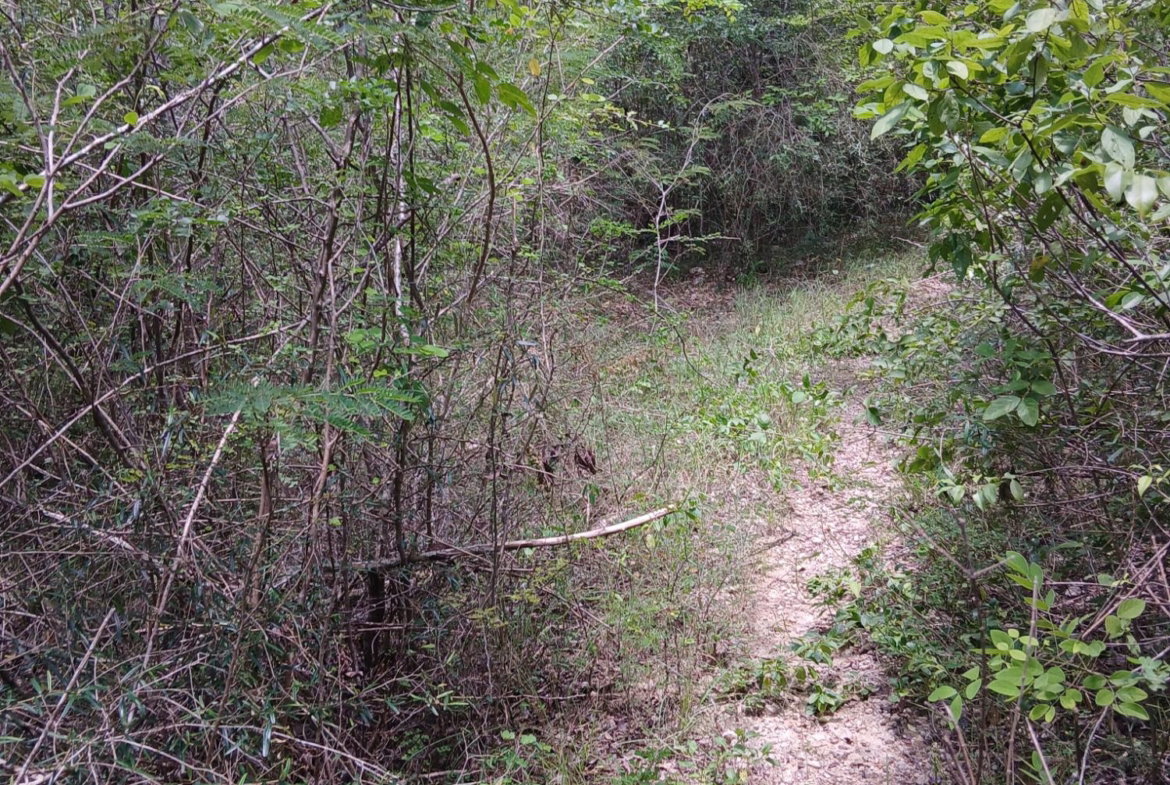 Sixth image of 13 Block b Sevens Plantation in Sevens, Clarendon, Jamaica - property is For Sale