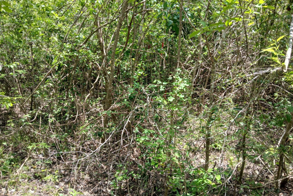 Seventh image of 13 Block b Sevens Plantation in Sevens, Clarendon, Jamaica - property is For Sale