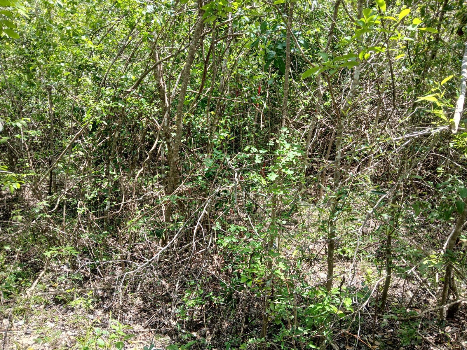 Seventh image of 13 Block b Sevens Plantation in Sevens, Clarendon, Jamaica - property is For Sale