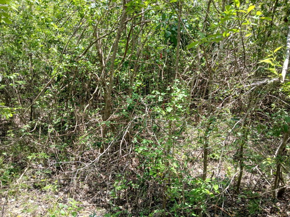 Seventh image of 13 Block b Sevens Plantation in Sevens, Clarendon, Jamaica - property is For Sale