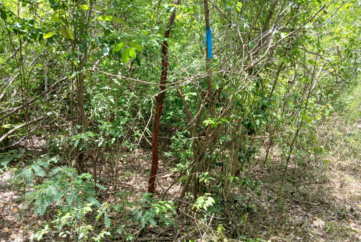 Eighth image of 13 Block b Sevens Plantation in Sevens, Clarendon, Jamaica - property is For Sale