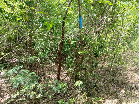 Eighth image of 13 Block b Sevens Plantation in Sevens, Clarendon, Jamaica - property is For Sale