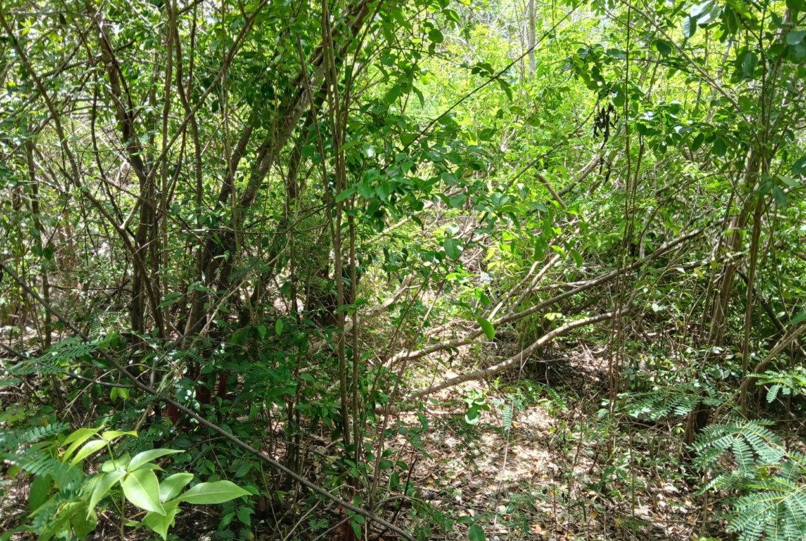 Ninth image of 13 Block b Sevens Plantation in Sevens, Clarendon, Jamaica - property is For Sale