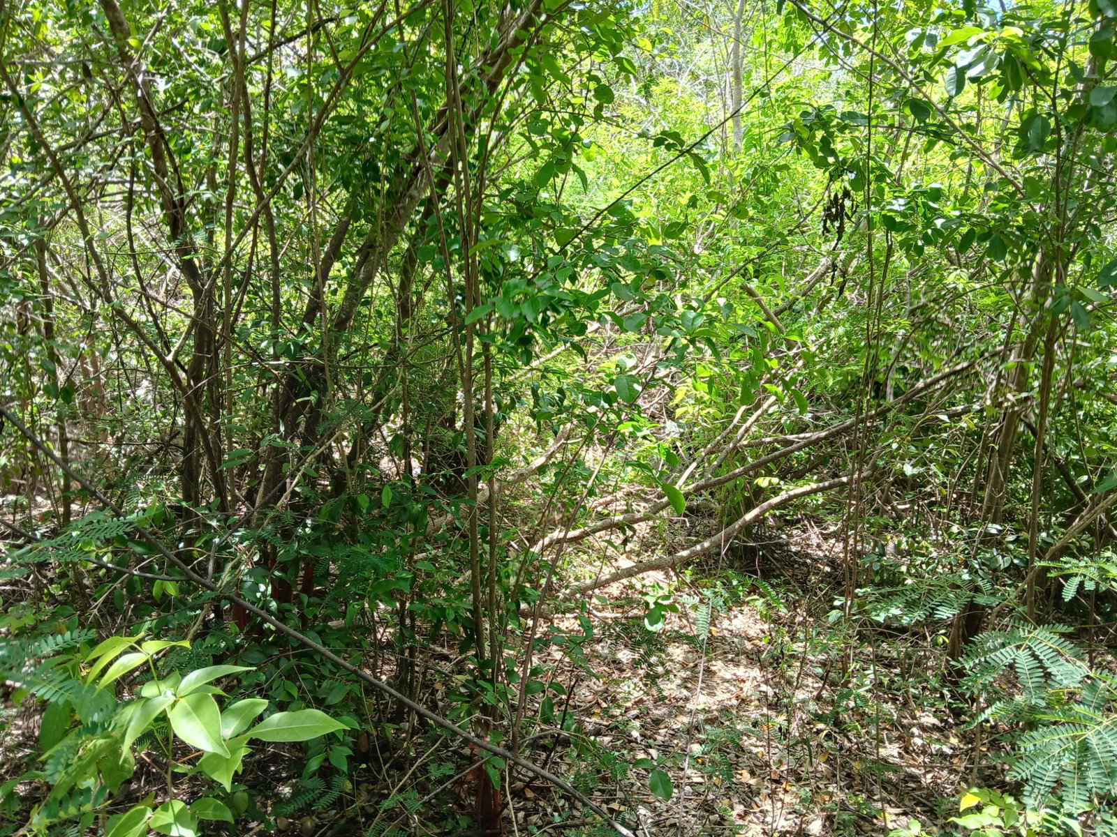 Ninth image of 13 Block b Sevens Plantation in Sevens, Clarendon, Jamaica - property is For Sale