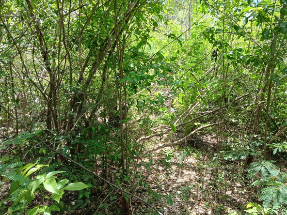 Ninth image of 13 Block b Sevens Plantation in Sevens, Clarendon, Jamaica - property is For Sale