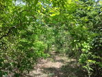 First image of 13 Block b Sevens Plantation in Sevens, Clarendon, Jamaica - property is For Sale