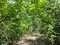 First image of 13 Block b Sevens Plantation in Sevens, Clarendon, Jamaica - property is For Sale