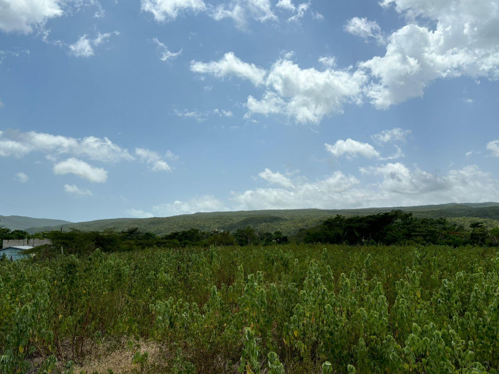 19.5-Acres-of-Prime-Development-Land-for-Sale-in-Milk-River-Jamaica Eighth image of Cherry Hill/milk River in Milk River, Clarendon, Jamaica - property is For Sale