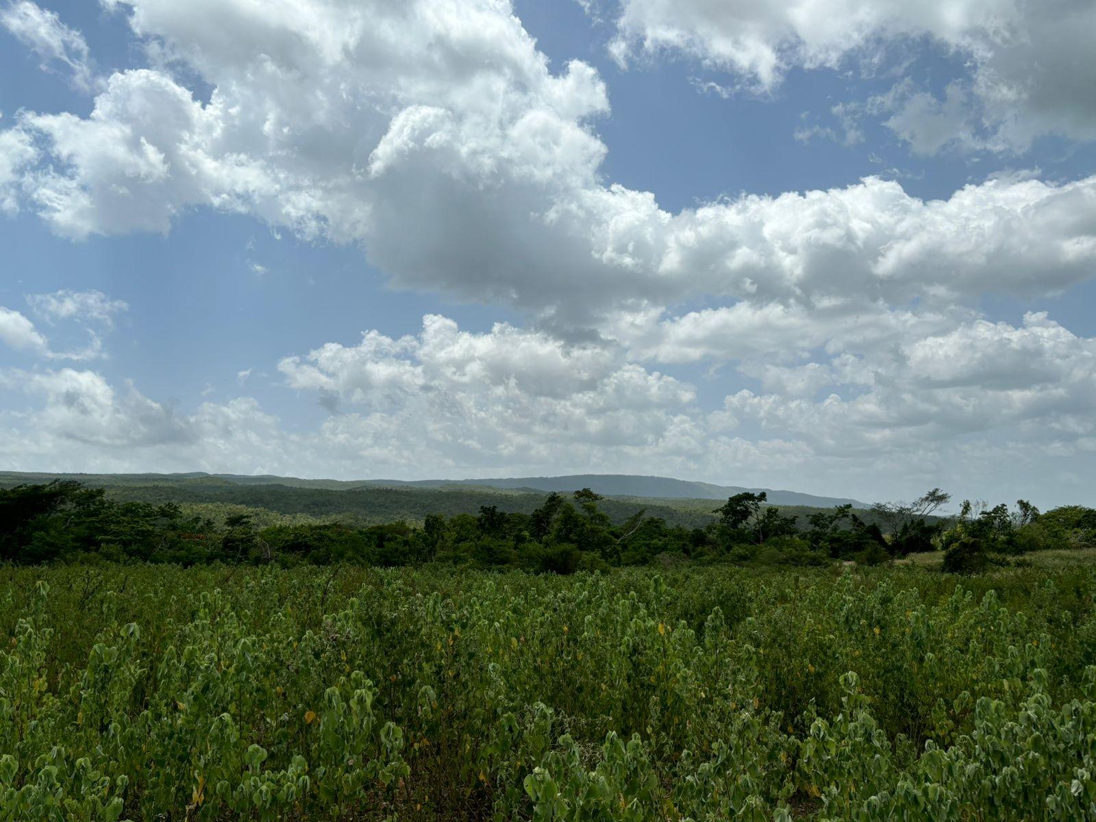19.5-Acres-of-Prime-Development-Land-for-Sale-in-Milk-River-Jamaica Tenth image of Cherry Hill/milk River in Milk River, Clarendon, Jamaica - property is For Sale