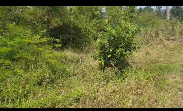 Second image of Lot 34 Spring Ground in Christiana, Manchester, Jamaica - property is For Sale