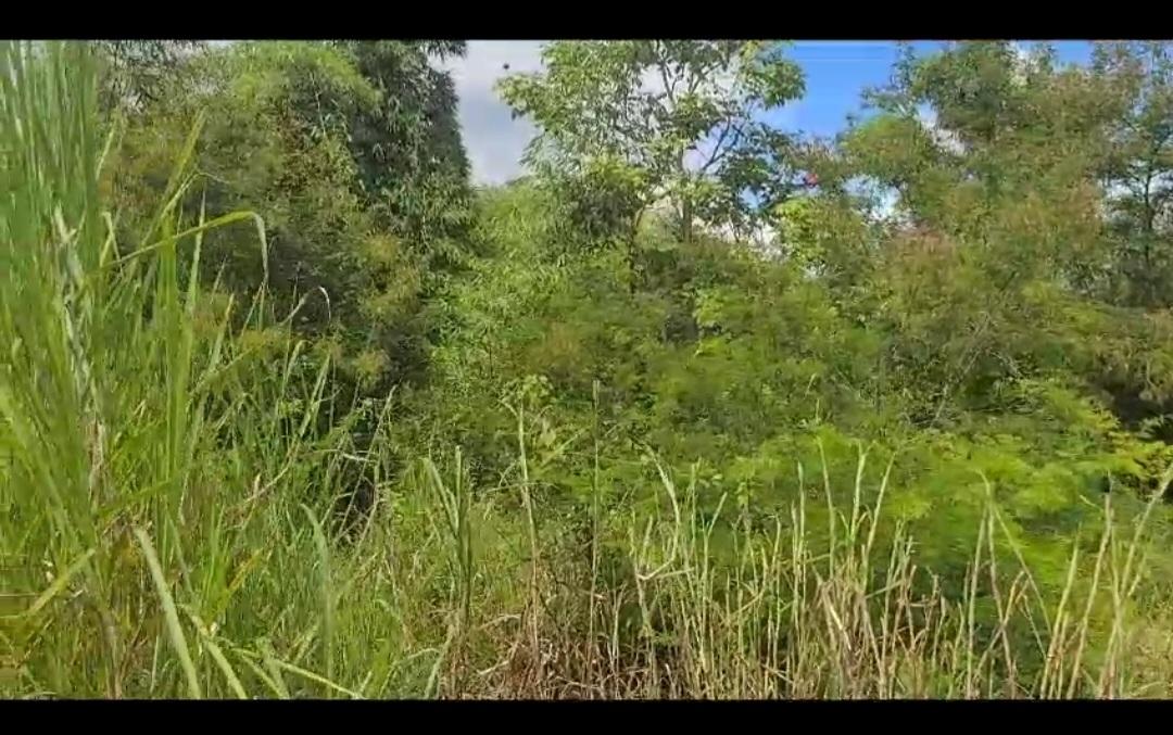 Third image of Lot 34 Spring Ground in Christiana, Manchester, Jamaica - property is For Sale