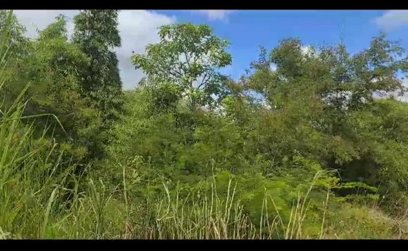 Fourth image of Lot 34 Spring Ground in Christiana, Manchester, Jamaica - property is For Sale