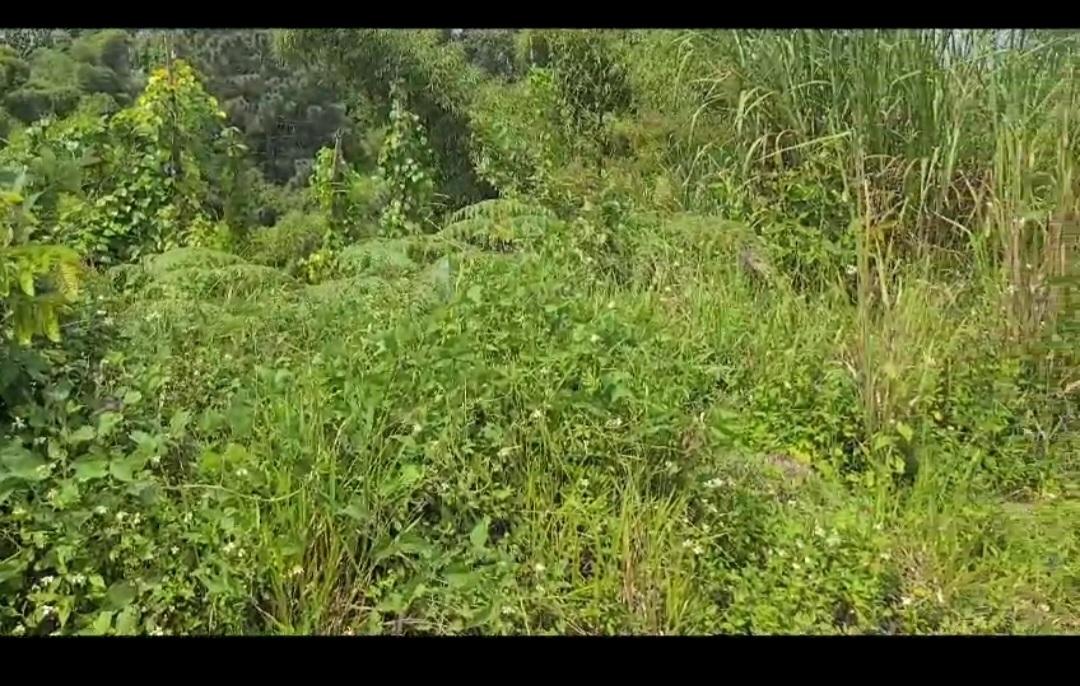 Fifth image of Lot 34 Spring Ground in Christiana, Manchester, Jamaica - property is For Sale