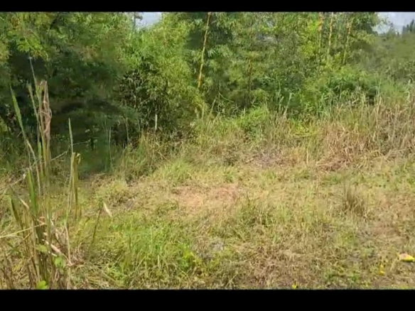 First image of Lot 34 Spring Ground in Christiana, Manchester, Jamaica - property is For Sale