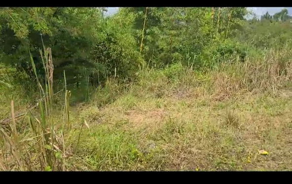 First image of Lot 34 Spring Ground in Christiana, Manchester, Jamaica - property is For Sale