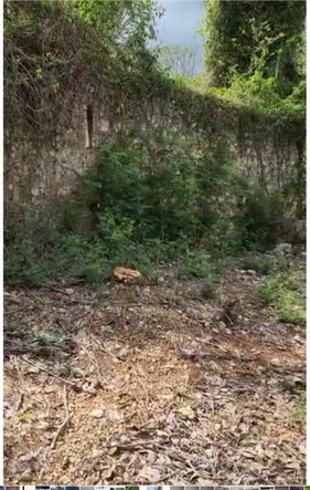 Thirteenth image of Brompton in Fyffes Pen, St. Elizabeth, Jamaica - property is For Sale