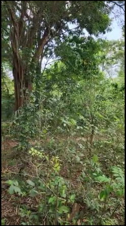 Fourteenth image of Brompton in Fyffes Pen, St. Elizabeth, Jamaica - property is For Sale