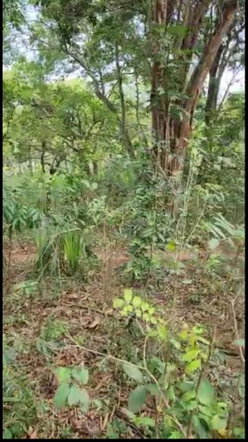Seventh image of Brompton in Fyffes Pen, St. Elizabeth, Jamaica - property is For Sale