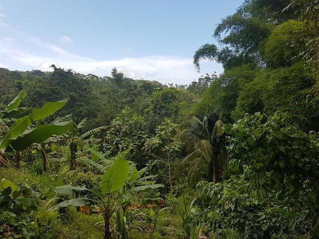 Second image of Ranch in Clonmel, St. Mary, Jamaica - property is For Sale