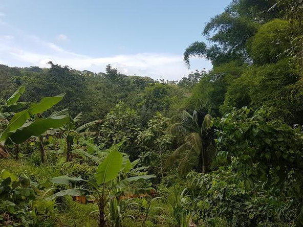 Second image of Ranch in Clonmel, St. Mary, Jamaica - property is For Sale