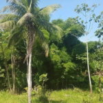 First image of Ranch in Clonmel, St. Mary, Jamaica - property is For Sale