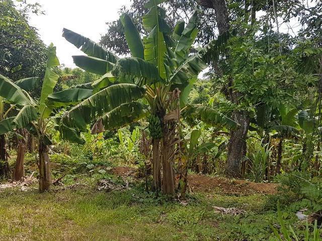 Third image of Ranch in Clonmel, St. Mary, Jamaica - property is For Sale