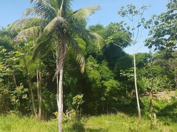 First image of Ranch in Clonmel, St. Mary, Jamaica - property is For Sale