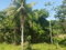 First image of Ranch in Clonmel, St. Mary, Jamaica - property is For Sale