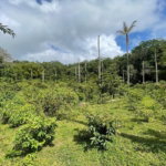 First image of Union Hill in Union Hill, St. Mary, Jamaica - property is For Sale