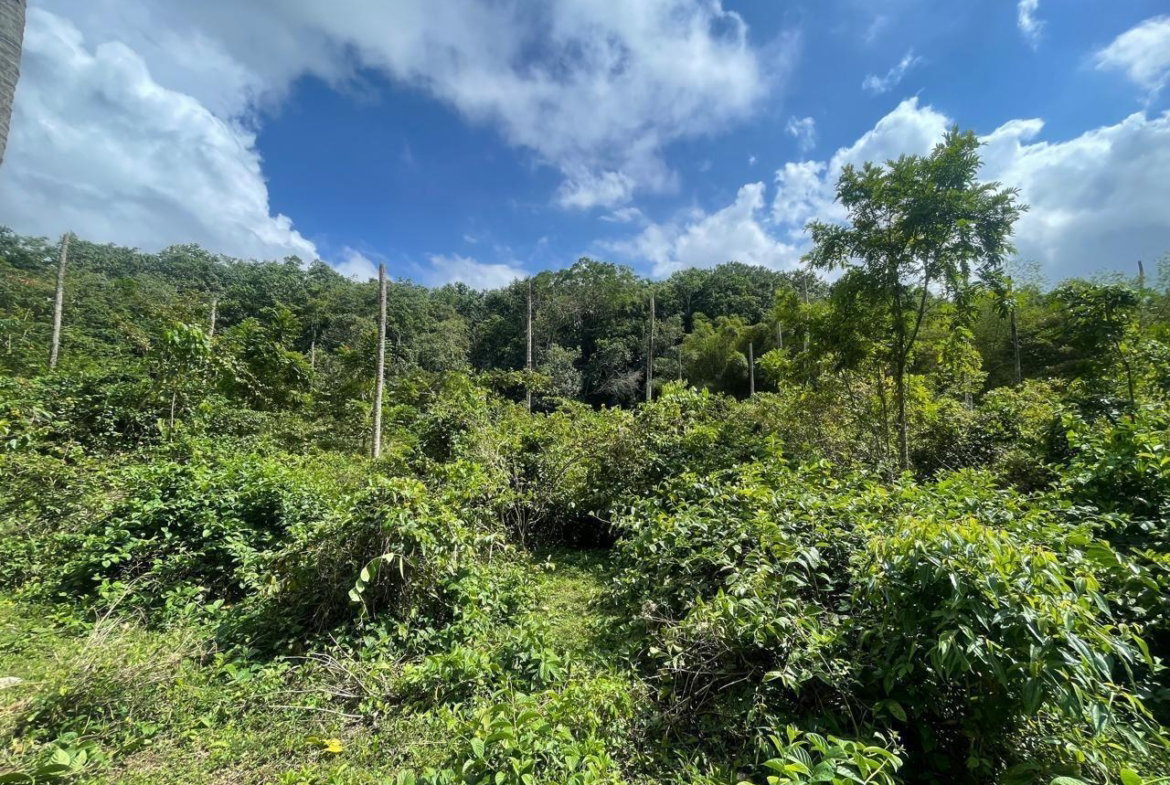 Third image of Union Hill in Union Hill, St. Mary, Jamaica - property is For Sale