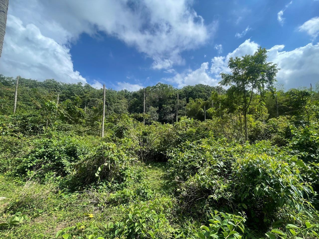 Third image of Union Hill in Union Hill, St. Mary, Jamaica - property is For Sale