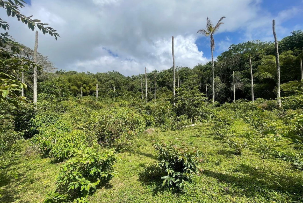 Fourth image of Union Hill in Union Hill, St. Mary, Jamaica - property is For Sale